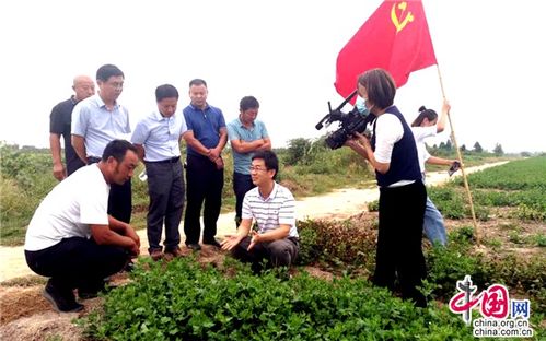 江蘇睢寧 黨建引領，小菊花開出“黃金花”